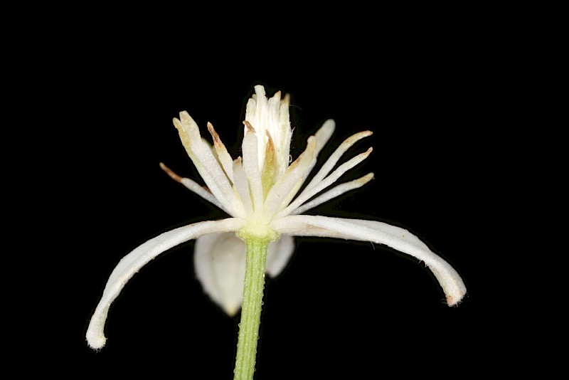 Clematis flammula