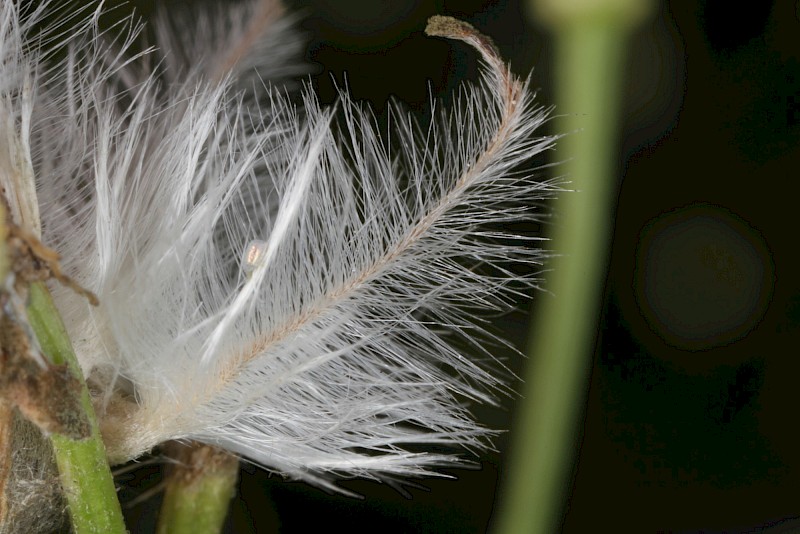 Clematis flammula