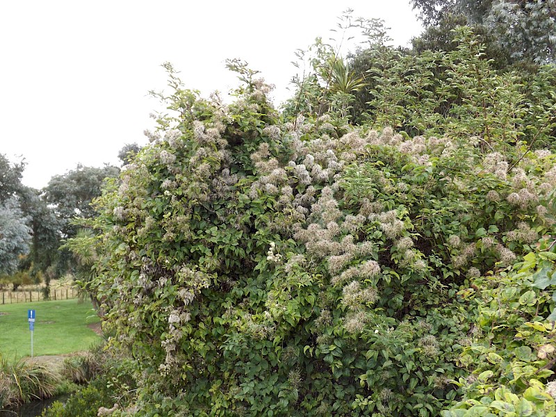 Clematis vitalba