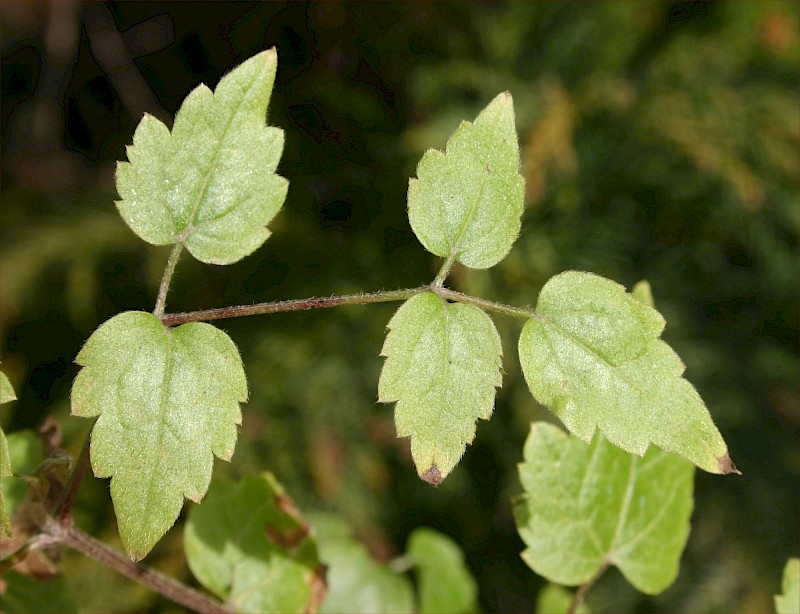 Clematis vitalba