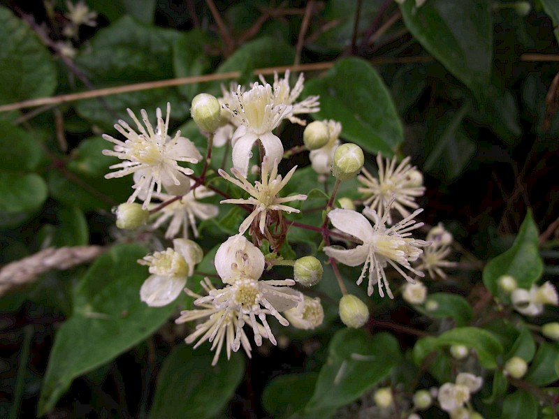 Clematis vitalba