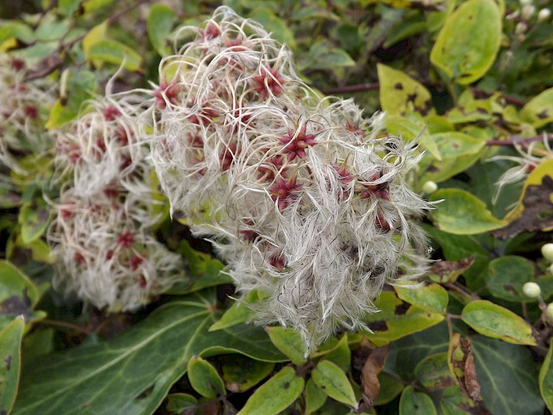 Clematis vitalba