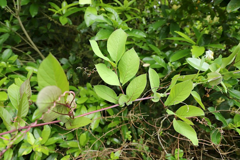 Cobaea scandens