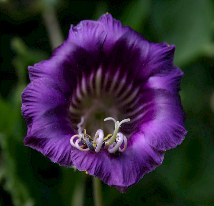 Cobaea scandens