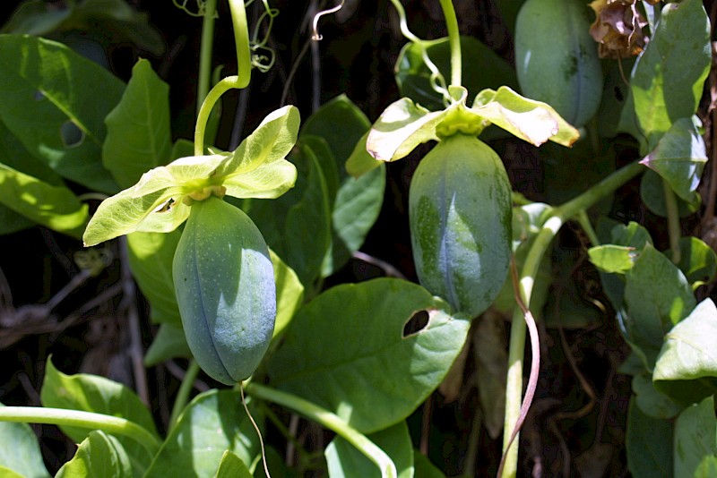 Cobaea scandens