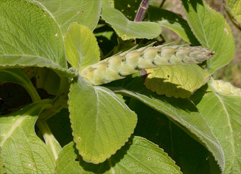 Coleus barbatus var. grandis