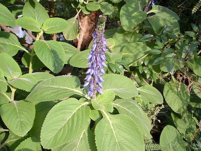 Coleus barbatus var. grandis