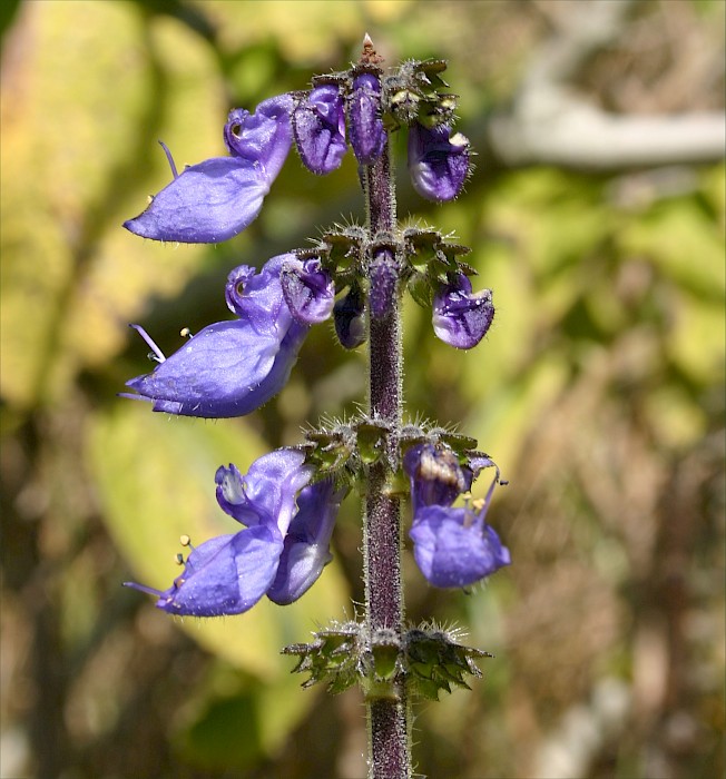 Coleus barbatus var. grandis