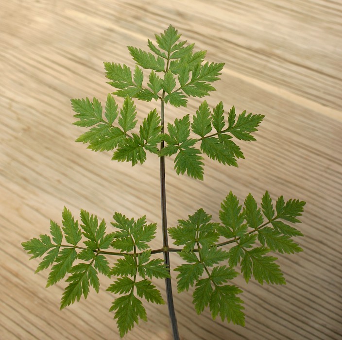 Conium maculatum