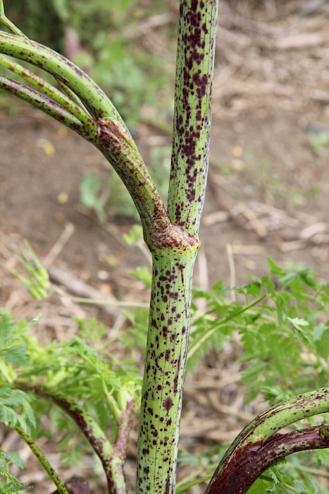 Conium maculatum