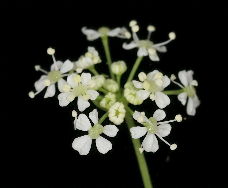 Conium maculatum