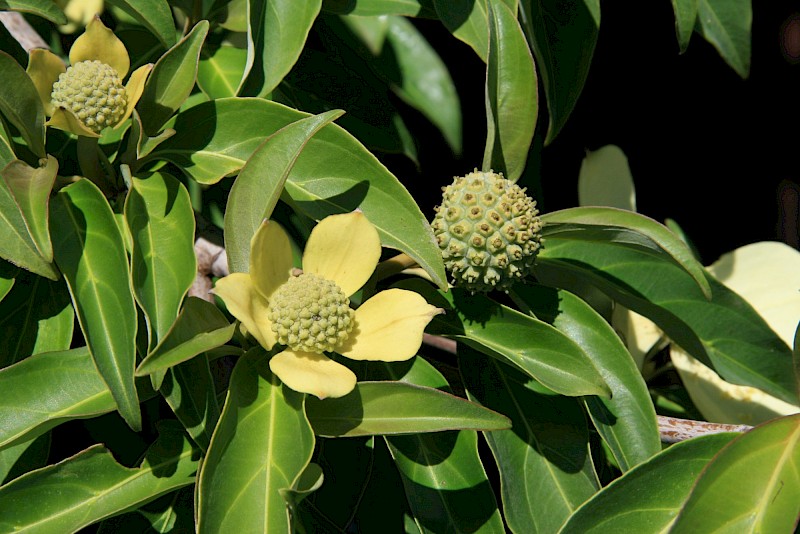 Cornus capitata