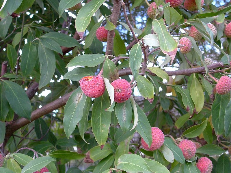 Cornus capitata