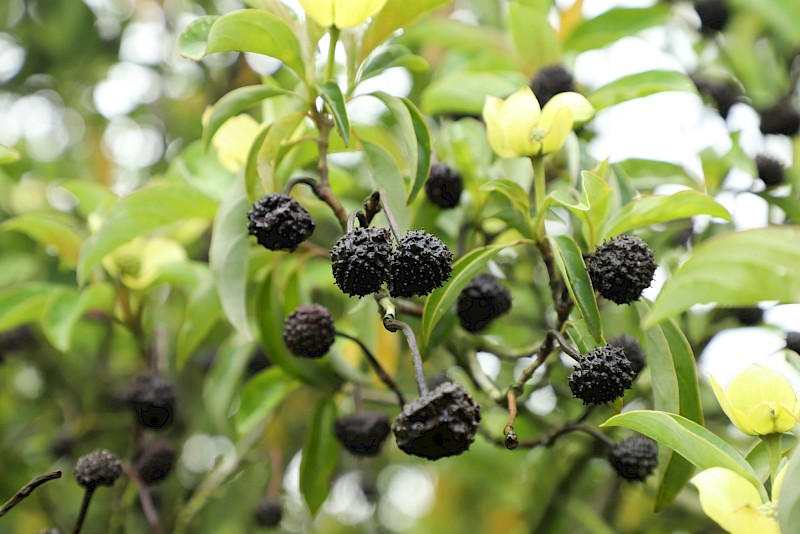 Cornus capitata