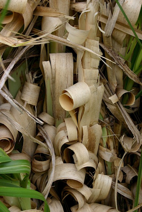 Cortaderia jubata