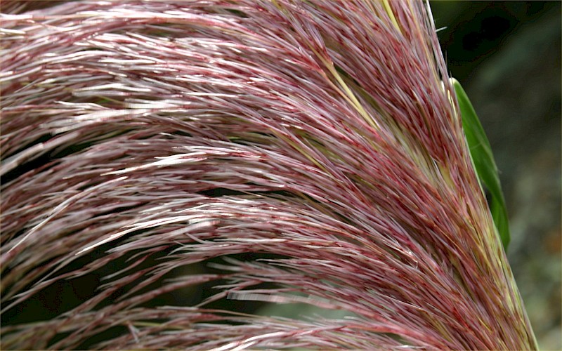 Cortaderia jubata