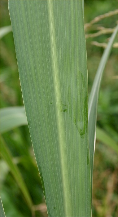 Cortaderia selloana
