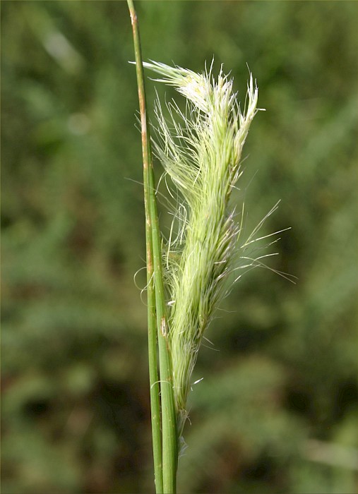 Cortaderia selloana
