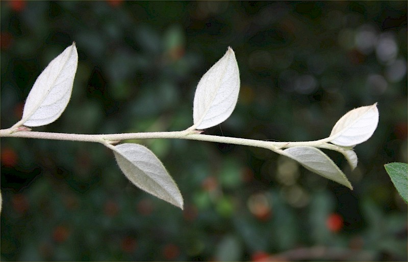Cotoneaster franchetii