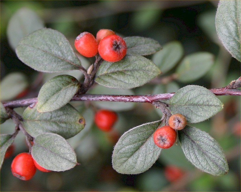 Cotoneaster franchetii
