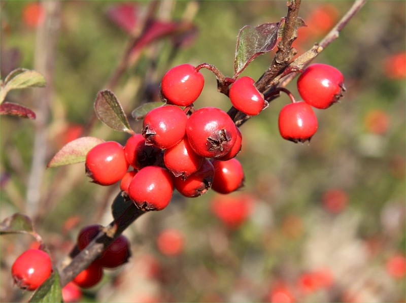Cotoneaster franchetii