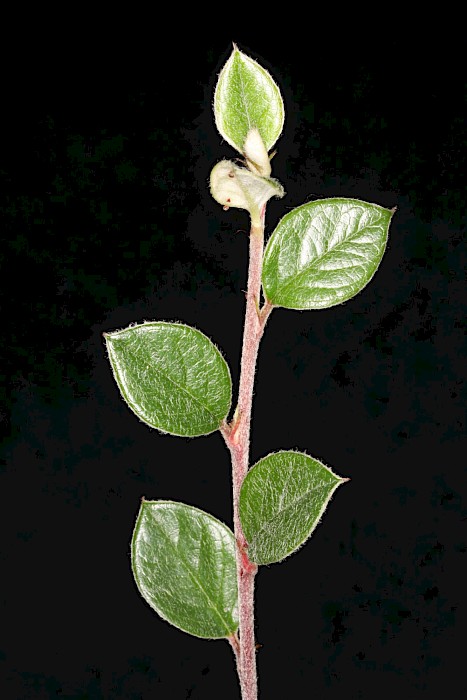 Cotoneaster glaucophyllus var. serotinus
