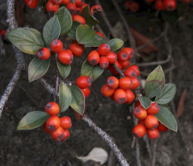 Cotoneaster glaucophyllus var. serotinus