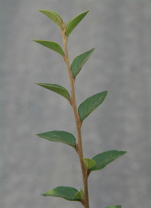 Cotoneaster simonsii