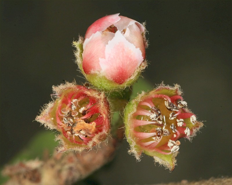 Cotoneaster simonsii