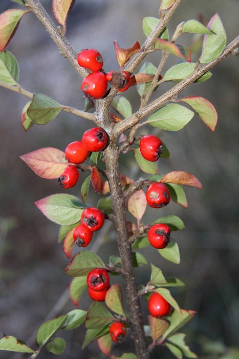 Cotoneaster simonsii
