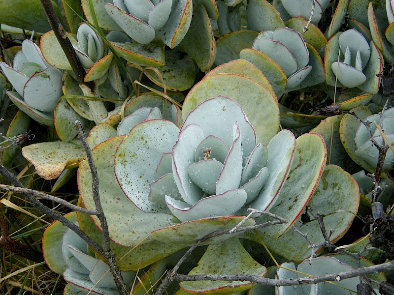 Cotyledon orbiculata