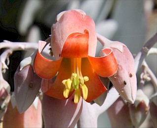 Cotyledon orbiculata