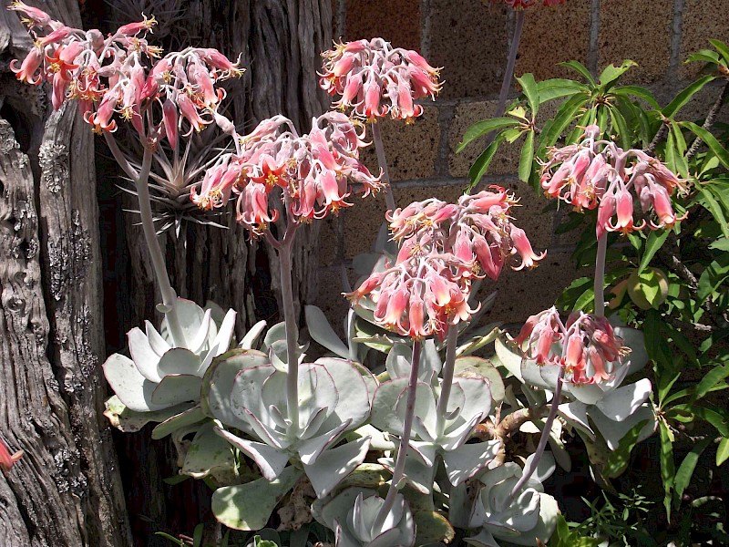 Cotyledon orbiculata