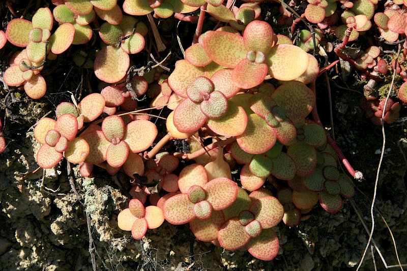 Crassula multicava