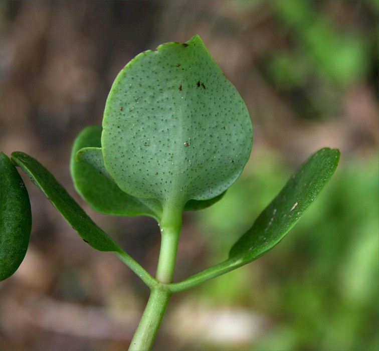 Crassula multicava