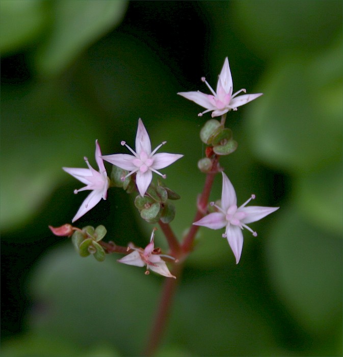 Crassula multicava