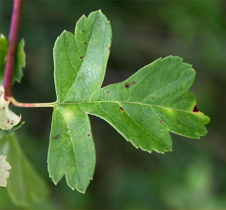 Crataegus monogyna