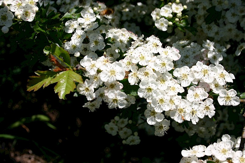 Crataegus monogyna
