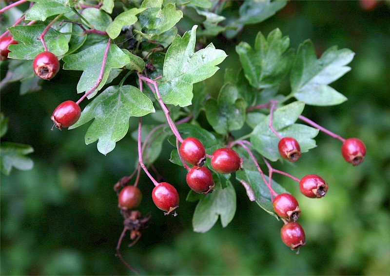 Crataegus monogyna