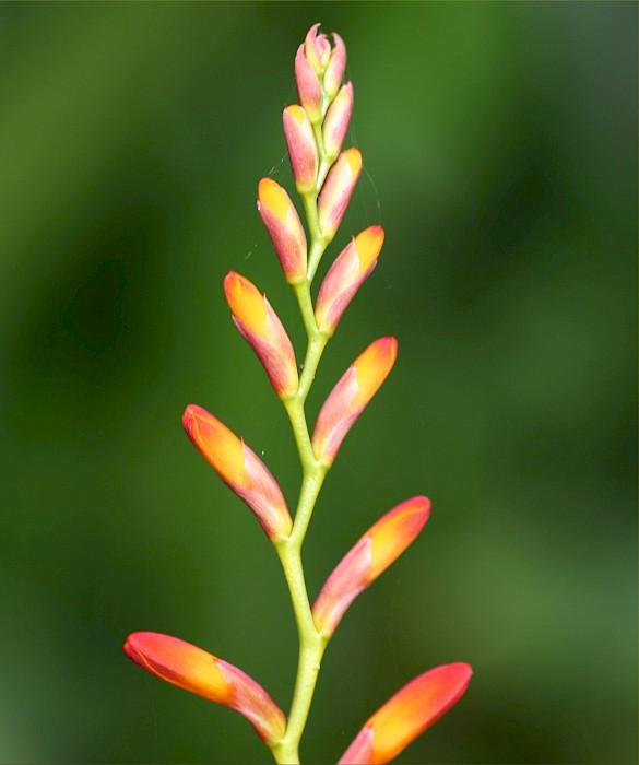 Crocosmia × crocosmiiflora