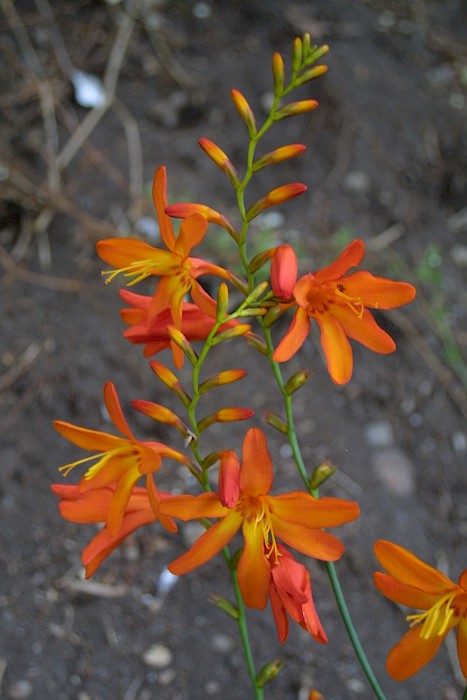 Crocosmia × crocosmiiflora