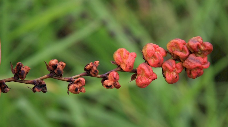 Crocosmia × crocosmiiflora