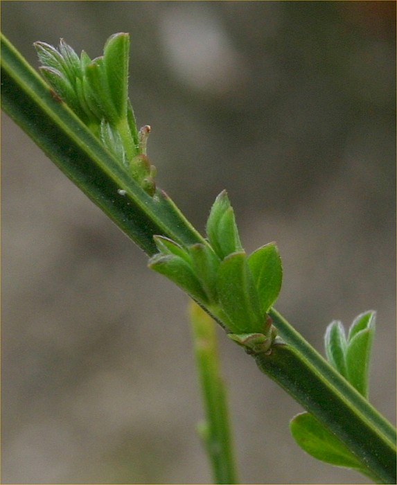 Cytisus scoparius