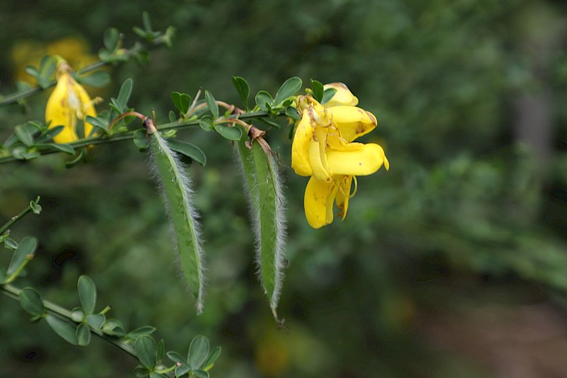Cytisus scoparius