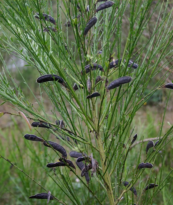 Cytisus scoparius