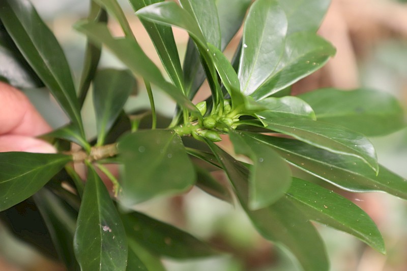 Daphne laureola