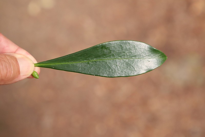 Daphne laureola