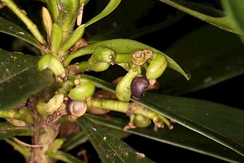 Daphne laureola