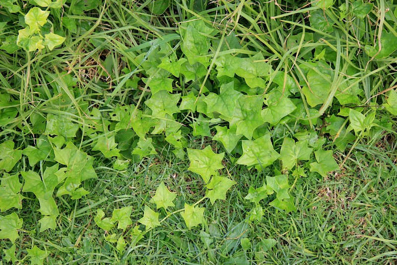 Delairea odorata