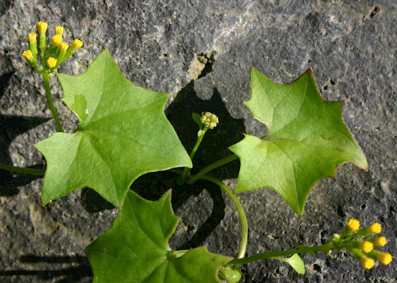 Delairea odorata